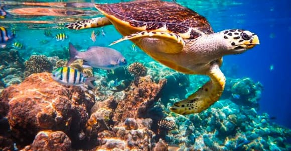 Zanzibar: Jozani Forest & Salaam Cave + Pickup & Entry fees