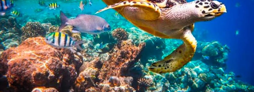 Zanzibar: Foresta di Jozani e Grotta di Salaam + Pick-up e Ingresso