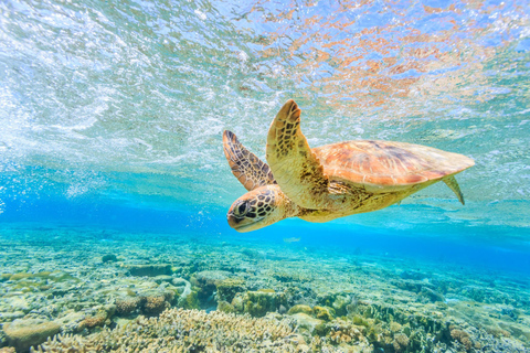 Halfdaagse tour naar Schildpaddeneiland & Keri grotten