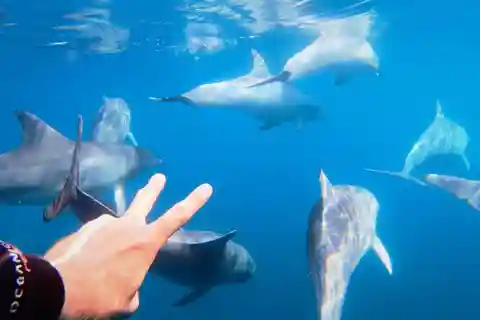 Rencontre et interaction avec des dauphins sauvages : Petits groupes