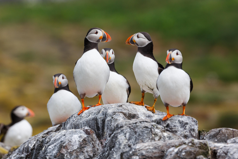 Húsavík: Original Big Whale Safari & Puffins by Speedboat