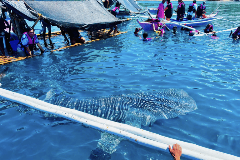 Boracay Whale Shark Watching, ATV, and Zipline with Transfer