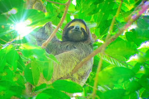 Panama: Tour dell'habitat della giungla delle scimmie e dei bradipi a Panama