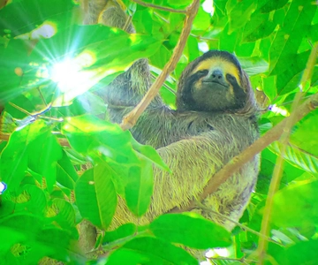 Panamá: Excursión a la Jungla de los Monos y los Perezosos de Panamá