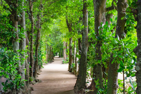 Okinawa: Fruits Land, Bise Fukugi Tree Road &amp; Seafood Lunch