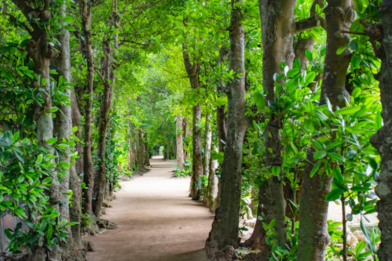 Okinawa: Fruits Land, Bise Fukugi Tree Road &amp; Seafood Lunch