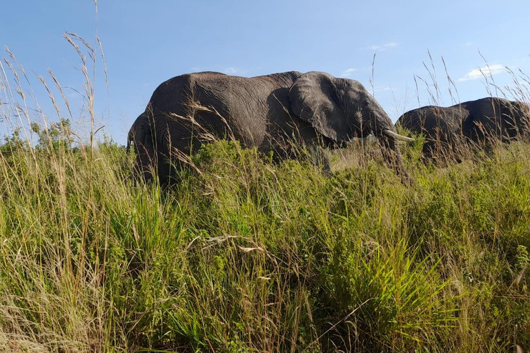 3 jours de safari de luxe dans le parc d'Amboseli et vol en montgolfière