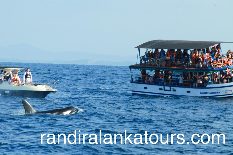 8 Day Active Sri Lanka Tour; Ella, Safari, Rafting & Beaches