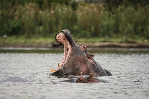 Dagtocht naar de meren van Nakuru & Naivasha Nationaal Park vanuit Nairobi