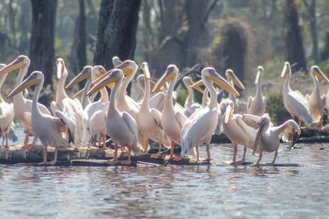 Nairobi: Lake Nakuru National Park Safari with Lunch