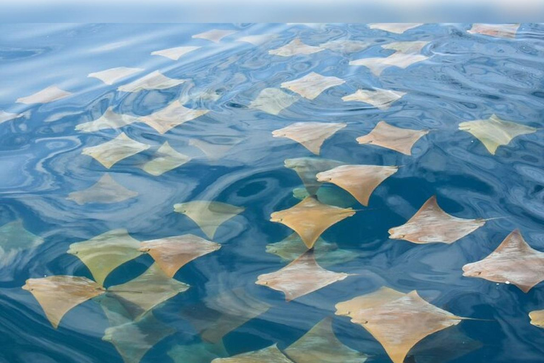 Isabela-Insel: Schnorcheln in den Cabo Rosa TunnelsIsabela-Insel: Schnorcheln in den Cabo Rosa-Tunneln