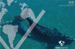 Puerto Madryn: Halbinsel Valdés inklusive Whale Watching