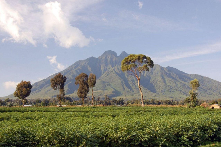 9 DAYS MOUNTAIN RWENZORI HIKING AND BIRDING SAFARI