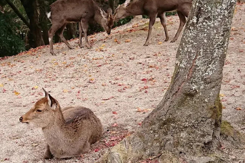 Hiroshima: Miyajima Island Spiritual & Scenic Walking Tour A Lovers : Romantic Walk Through Miyajima’s Sacred Beauty