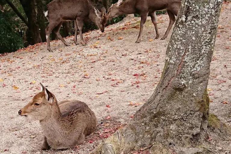 Hiroshima: Miyajima Island Spiritual & Scenic Walking Tour A Lovers : Romantic Walk Through Miyajima’s Sacred Beauty