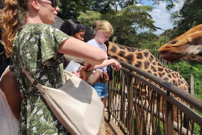 Nairobi: Giraffe Centre Visit and Giraffe Feeding Experience