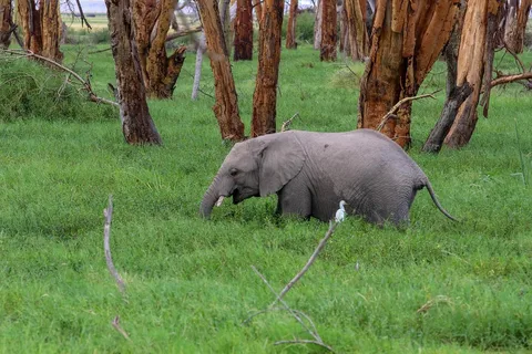 Day tour to Amboseli National Park