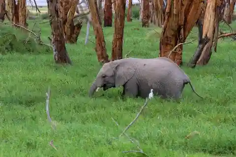 Excursão de um dia em grupo ao Parque Nacional Amboseli