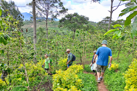 VISITA A UNA PLANTACIÓN DE CAFÉ