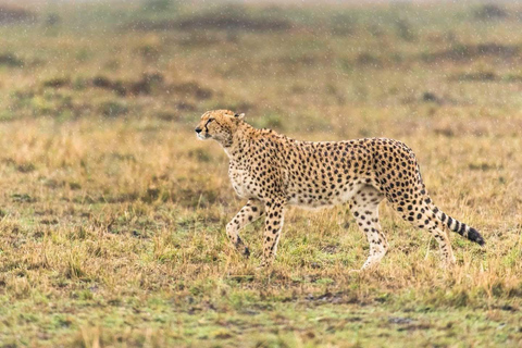 One day Kruger National Park tour: Start at Johannesburg
