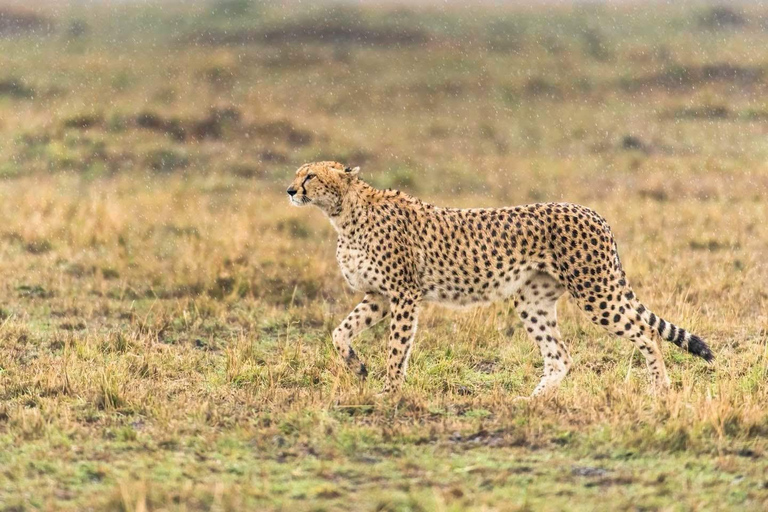 One day Kruger National Park tour: Start at Johannesburg
