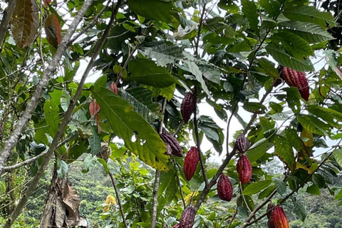 Observação de pássaros TUDO incluído - De Medellín