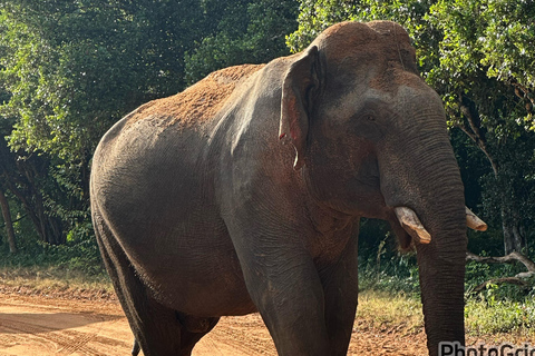 Viaje de 10 días por el Triángulo Cultural de Sri Lanka+alojamiento 5 estrellas