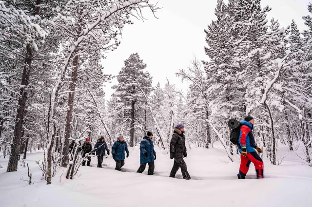 Snowshoe in a Winter Forest