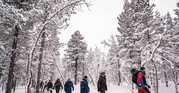 Snowshoe in a Winter Forest
