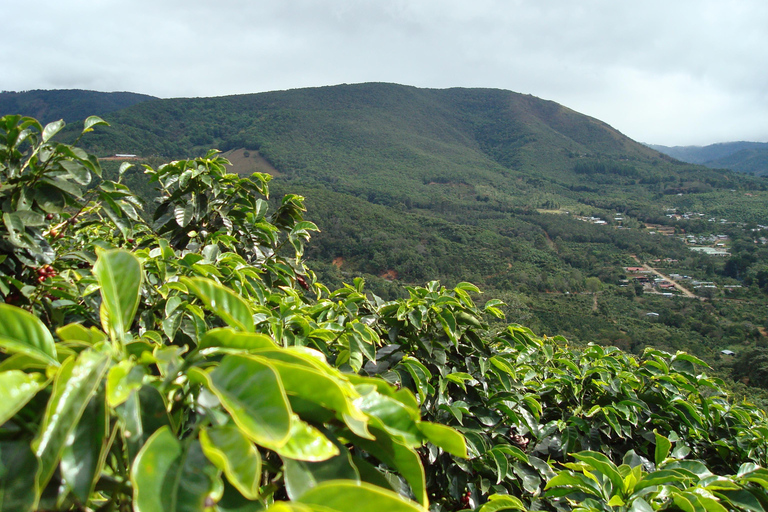 Poás Volcano: Day Tour + Breakfast & Starbucks Coffee Farm