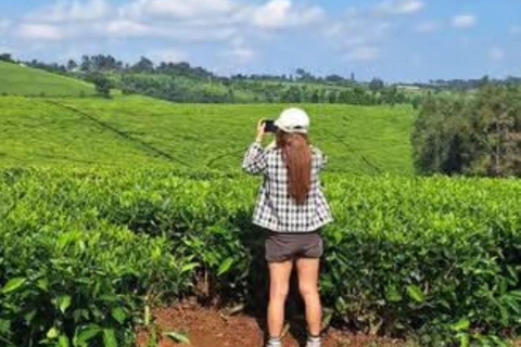 Kiambethu Tea Farm Tour with Lunch