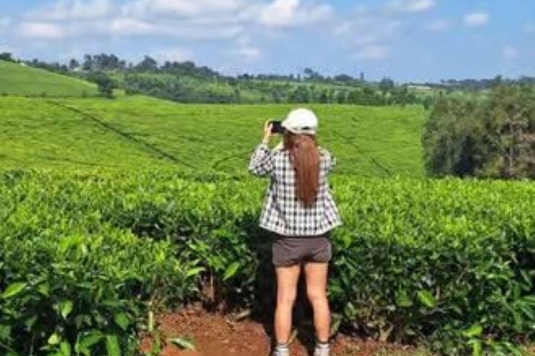 Kiambethu Tea Farm Tour with Lunch