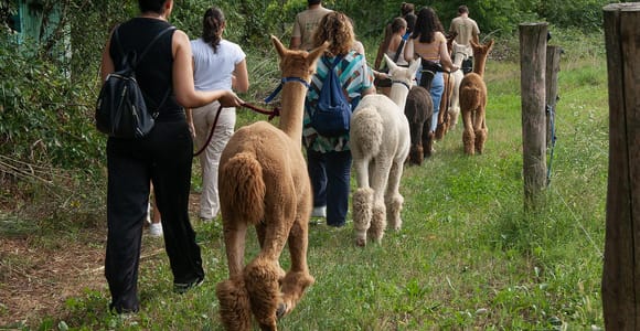 Turin: Walk with Monviso Alpacas in a City Park Surrounded by Greenery