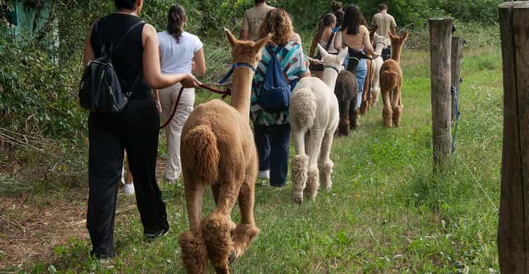 Walk with alpacas