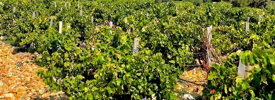 Visite guidée du vin : En route vers Chateauneuf du Pape
