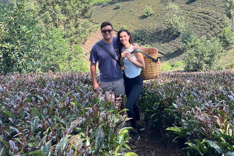Nairobi: Purple Tea Farm Tour & Tasting Daytrip