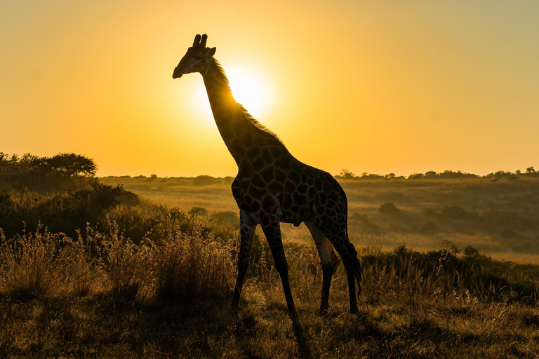 Najlepsze 7-dniowe safari w Tanzanii z Africa Finest Adventures