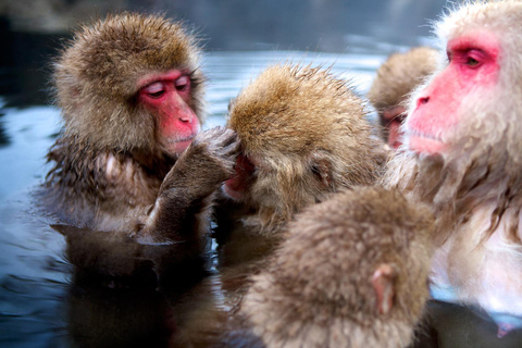 Nagano Tokyo: Snow Monkey Private Day Tour Hotel Pick & Drop Snow Monkey Private Day Tour Hotel Pick & Drop Off In Crown