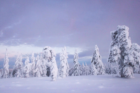 Rovaniemi: Schneemobil-Abenteuer in LapplandSchneemobil-Abenteuer in Lappland