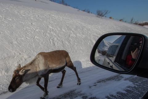 Tromsø: Kvaløya Island and Fjords Tour