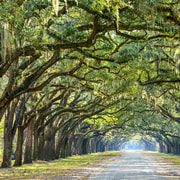 Historic Savannah Walking Tour | GetYourGuide