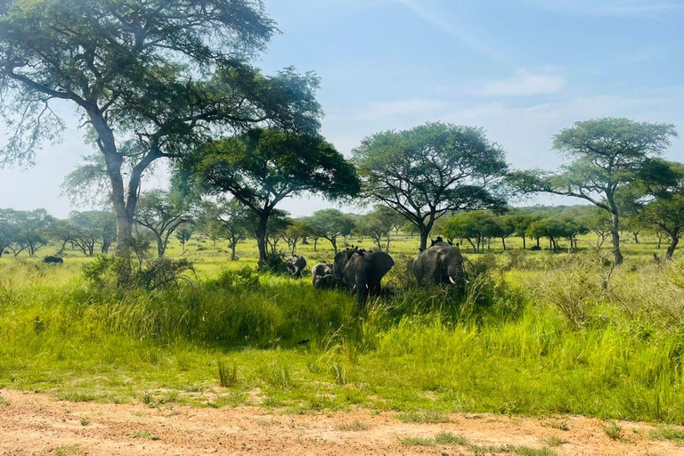 Uganda: 3-Day Murchison Falls & Kibale Chimpanzee Trekking