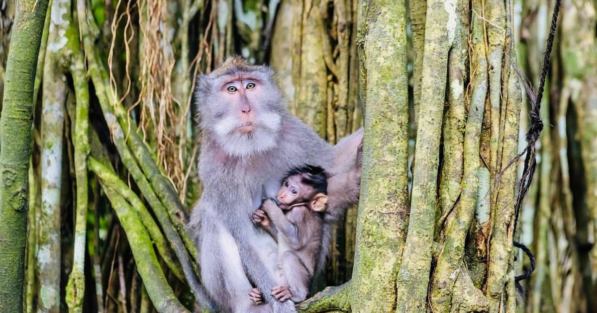 Ubud Ma Pi Las Taras Ry Owy I Wodospad Wycieczka P Dniowa