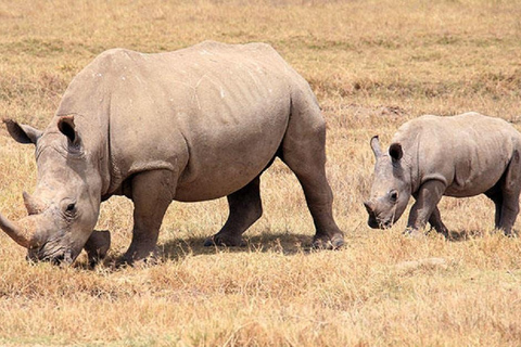 Nairobi: National Park Safari with Pickup and Game Drive
