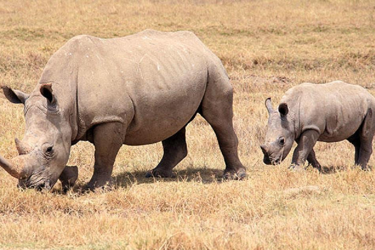 Nairobi: National Park Safari with Pickup and Game Drive