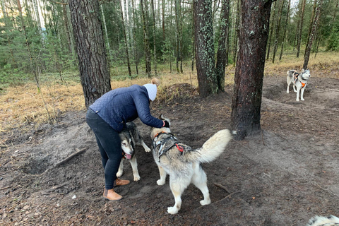 De Riga: Passeio de trenó puxado por husky ou de carrinho de mão