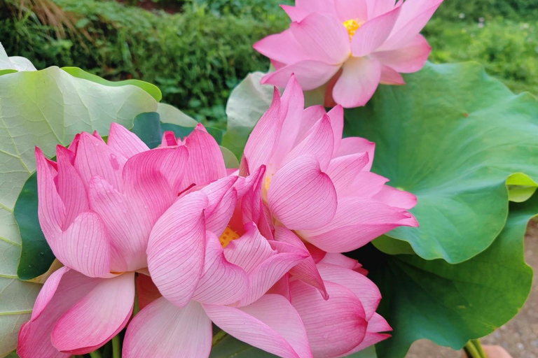 HANGZHOU: Farm Tour with Cooking Class and Flower Workshop