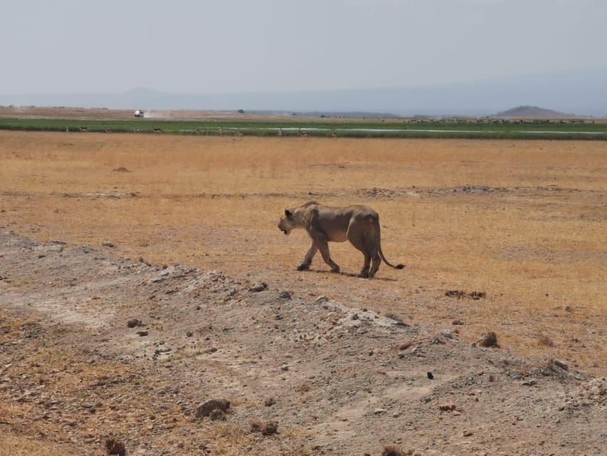 From Nairobi Days Amboseli Tour Getyourguide