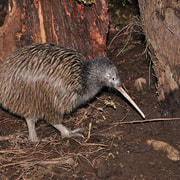 Hokitika: The National Kiwi Centre Tickets