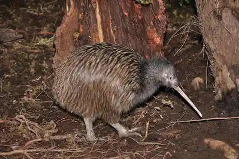 Ingressos para The National Kiwi Centre